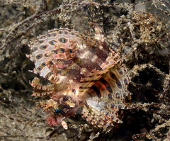 Dendrochirus brachypterus