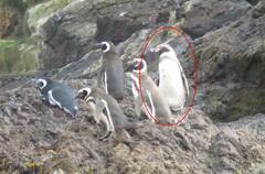 Spheniscus humboldti