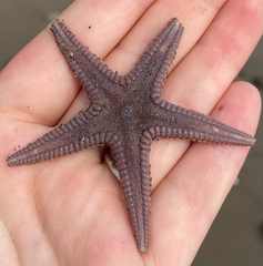 Astropecten verrilli