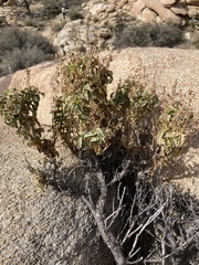 Penstemon clevelandii