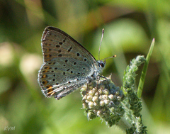 Lycaena tityrus