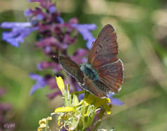 Lycaena tityrus