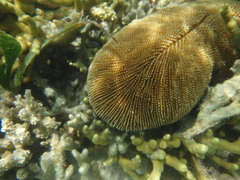 Ctenactis