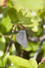 Celastrina lucia