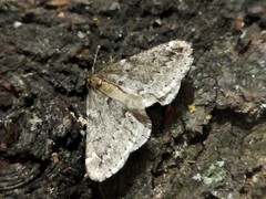 Alsophila aescularia