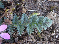 Erodium cicutarium