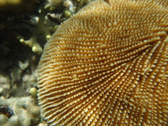 Ctenactis