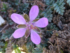 Erodium cicutarium