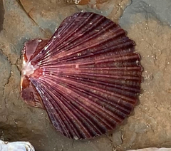 Leopecten diegensis