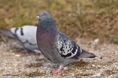 Columba livia domestica