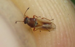 Cymus melanocephalus