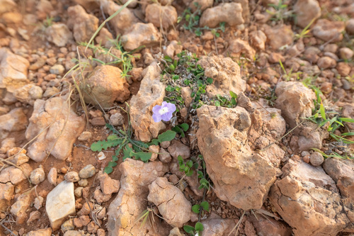 Ruellia paulayana image