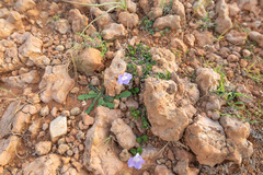 Ruellia paulayana image