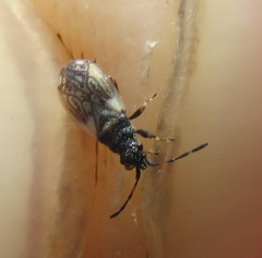 Macroplax preyssleri