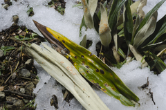 Aecidium celmisiae-discoloris