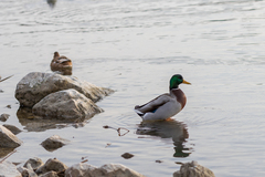 Anas platyrhynchos