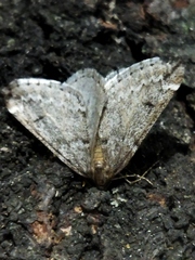 Alsophila aescularia
