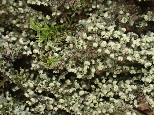 Waynea californica Moberg