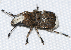 Platystomos albinus