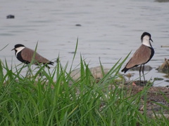Vanellus spinosus