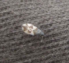 Macroplax preyssleri