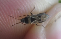 Xanthochilus quadratus