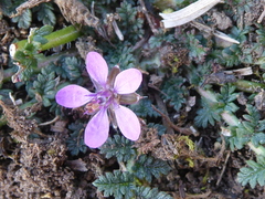 Erodium cicutarium