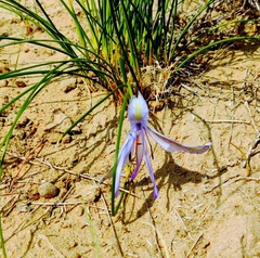 Iris tenuifolia