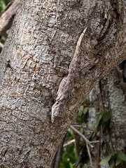 Anolis brevirostris