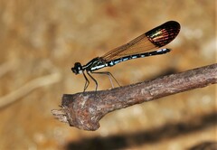 Rhinocypha cucullata