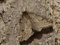 Alsophila aescularia