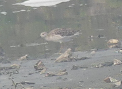 Calidris pugnax