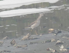 Calidris pugnax