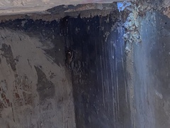 Osteopilus dominicensis