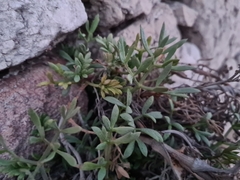Crithmum maritimum