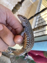 Pholidoscelis chrysolaemus