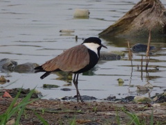 Vanellus spinosus