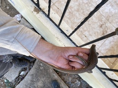 Pholidoscelis chrysolaemus