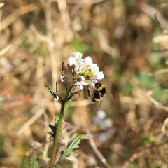 Bombus terrestris lusitanicus