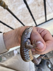 Pholidoscelis chrysolaemus