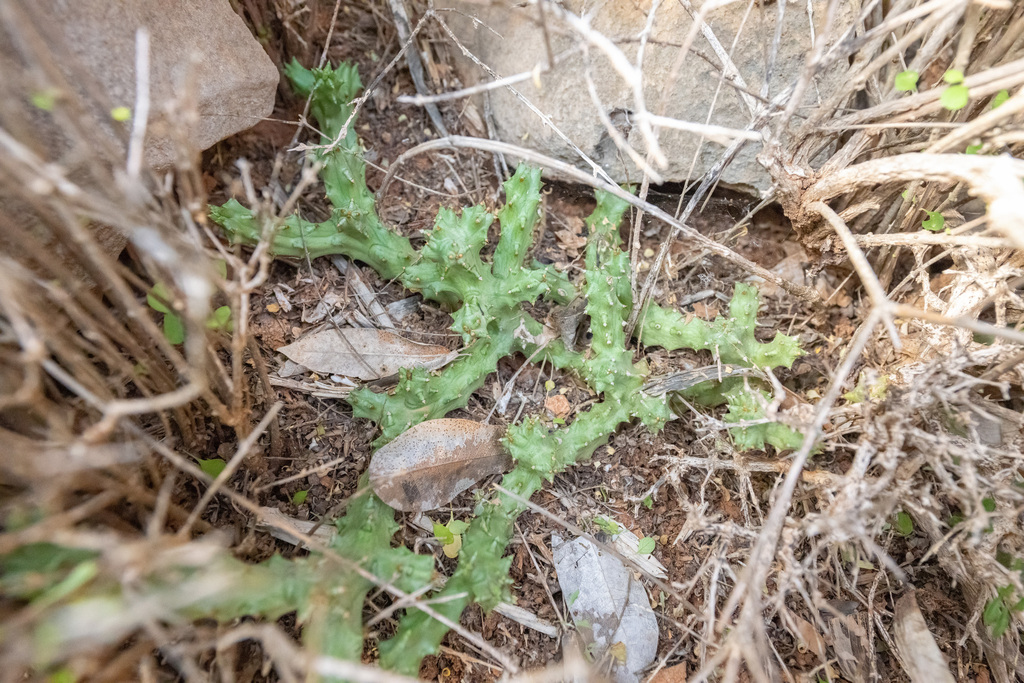 Edithcolea grandis N.E.Br. 2