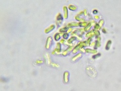 Rhabdogloea