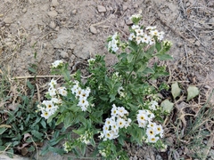 Tournefortia sibirica