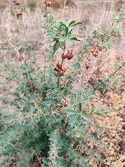 Halimodendron halodendron