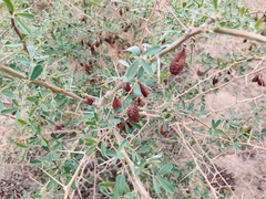 Halimodendron halodendron