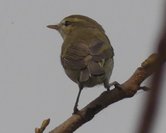 Phylloscopus trochiloides