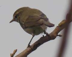Phylloscopus trochiloides