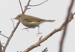 Phylloscopus trochiloides