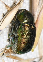 Cryptocephalus sericeus