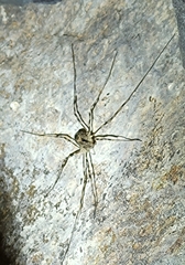 Dicranopalpus martini